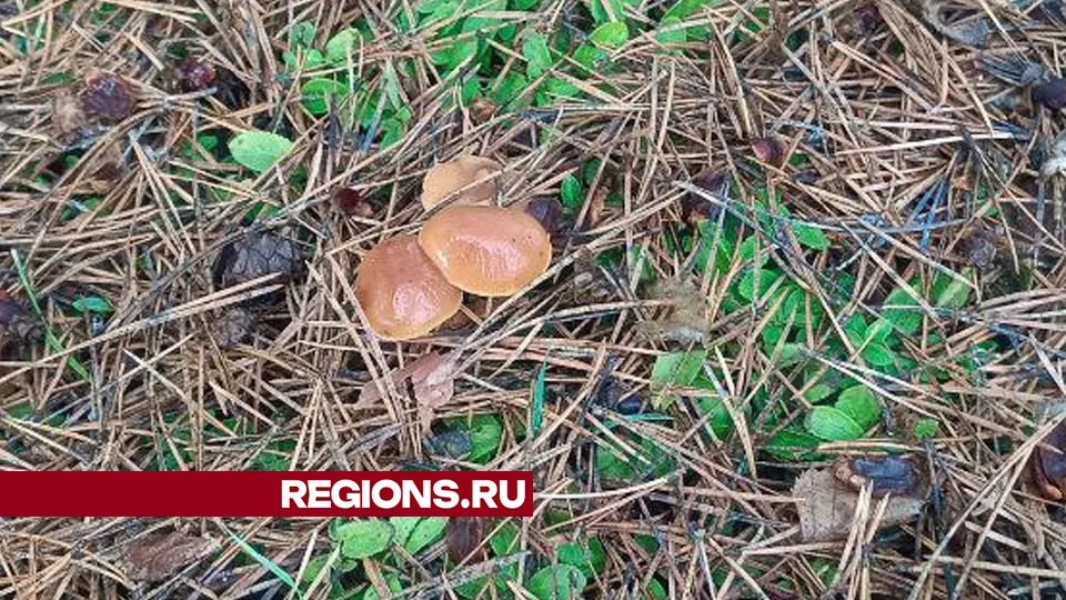 Фото: личный архив Олега Петрова