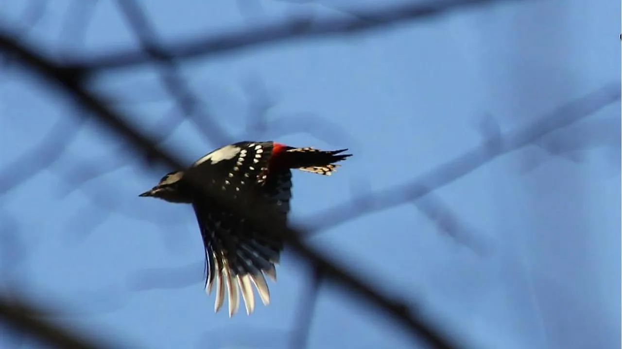 личный архив Константина Кошелева