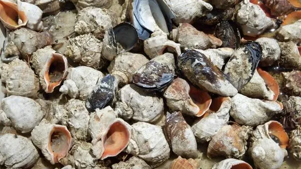 В ракушках мы слышим не шум моря