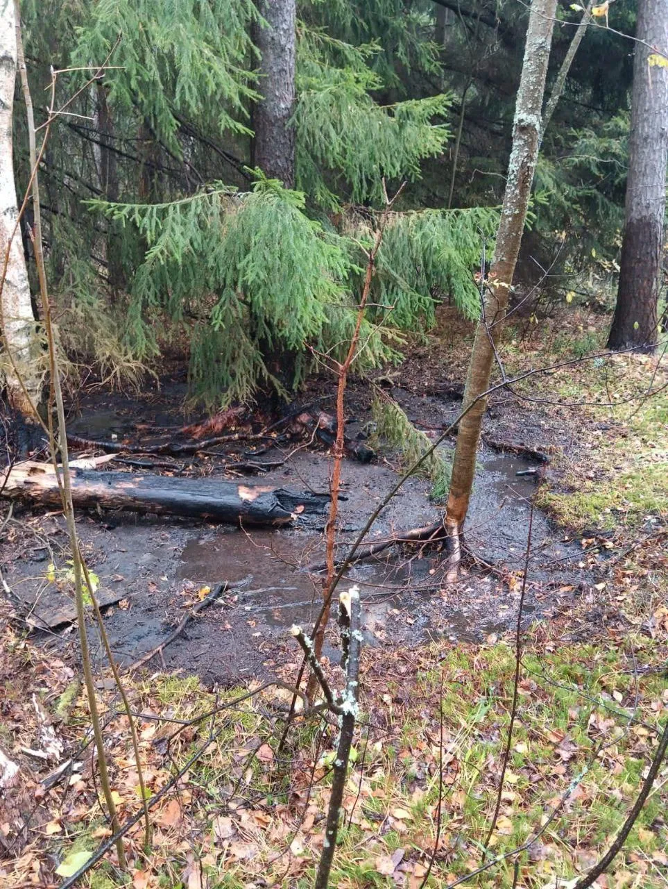 Фото: Комитет лесного хозяйства Московской области