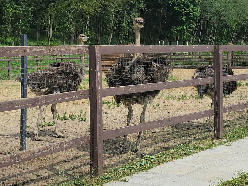 Фото: МедиаБанк Подмосковья/Александр Стёпушкин