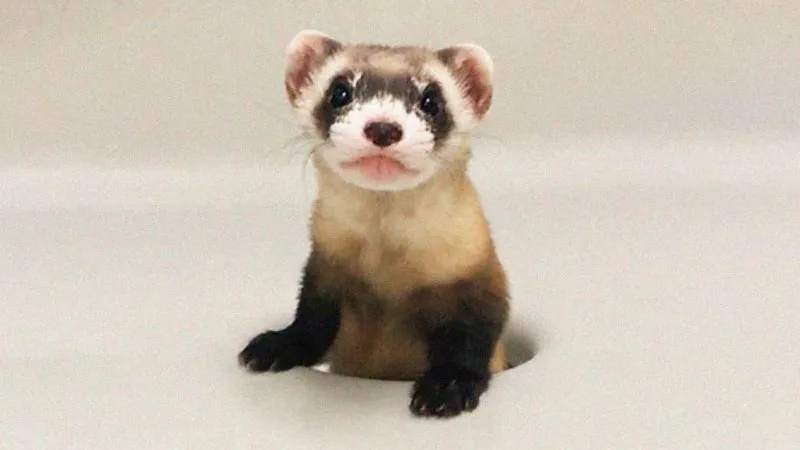 USFWS National Black-footed Ferret Conservation Center