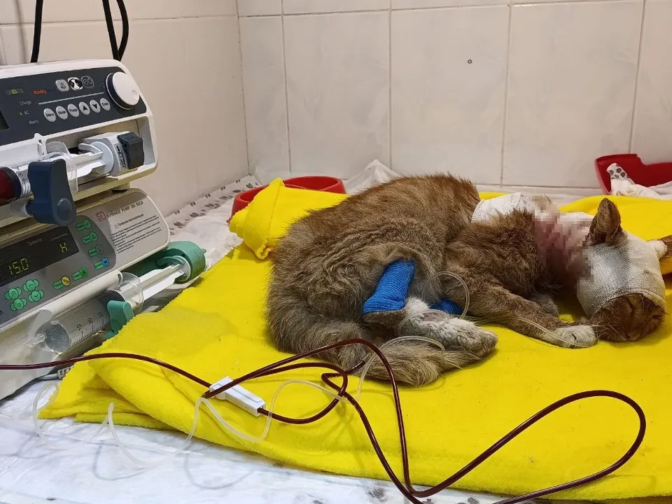 Фото: t.me/kusochekschastya_ru