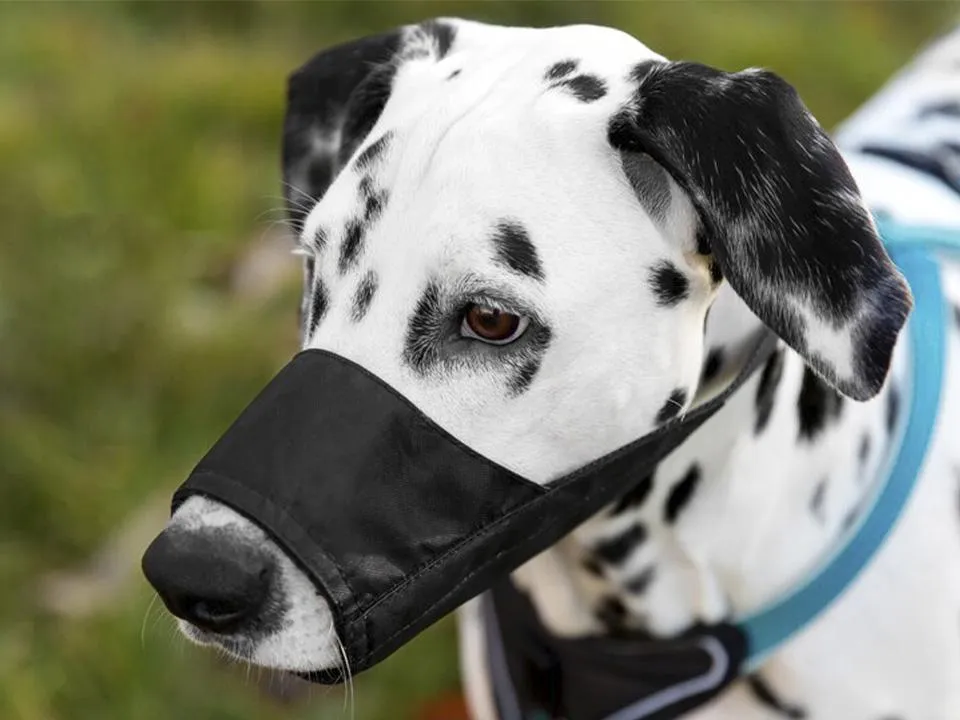«Должно касаться всех пород»: кинолог поддержала введение штрафа за выгул собаки без намордника