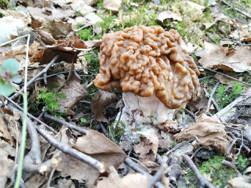 Строчок гигантский / Фото: Владимир Шленсков