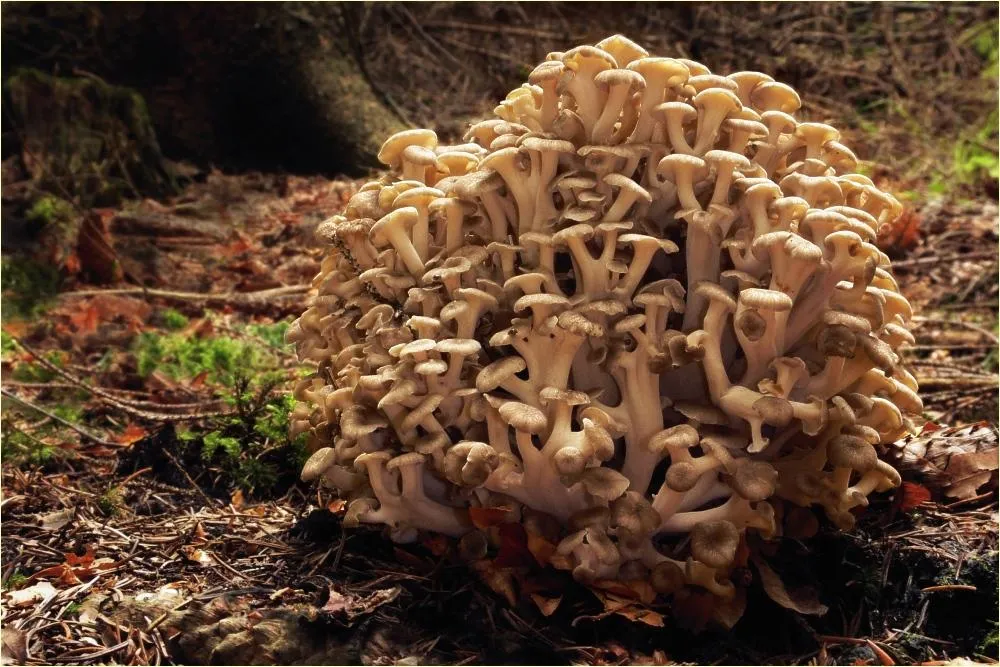Трутовик разветвленный или зонтичный, или гриб-баран (Polyporus umbellatus)