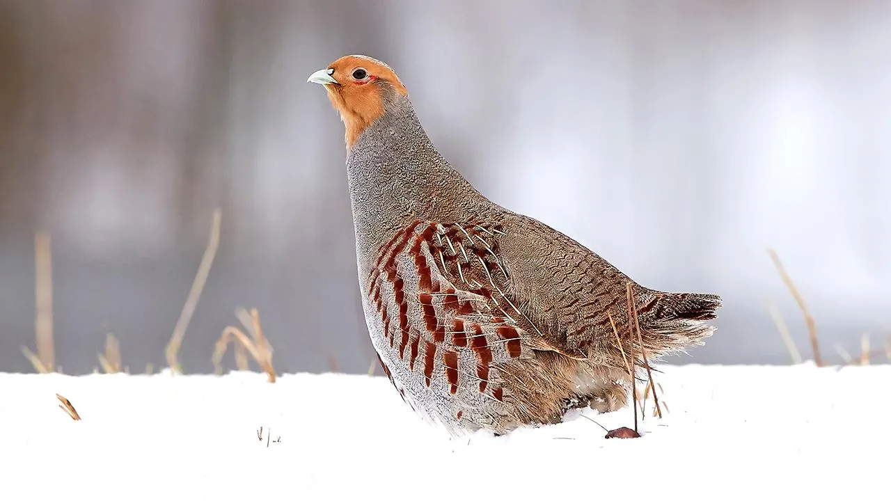 istockphoto.com/Denja1