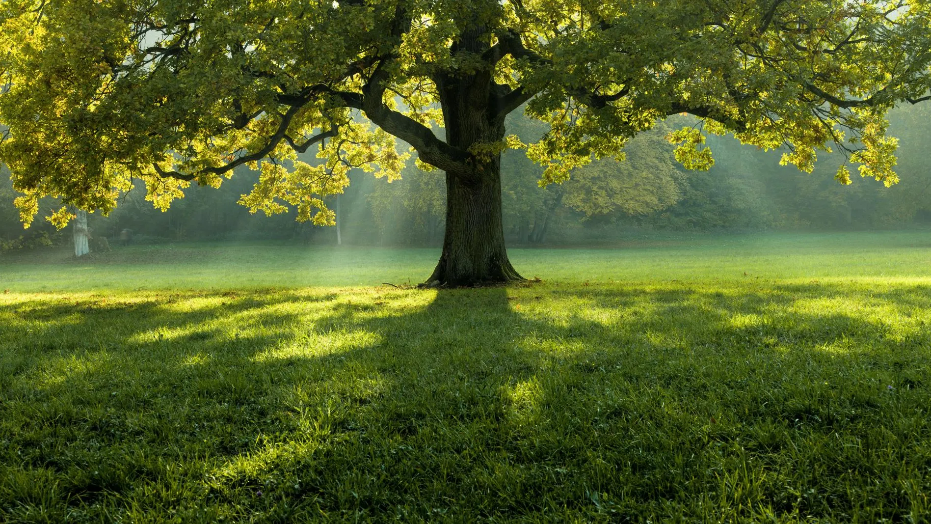 медиасток.рф