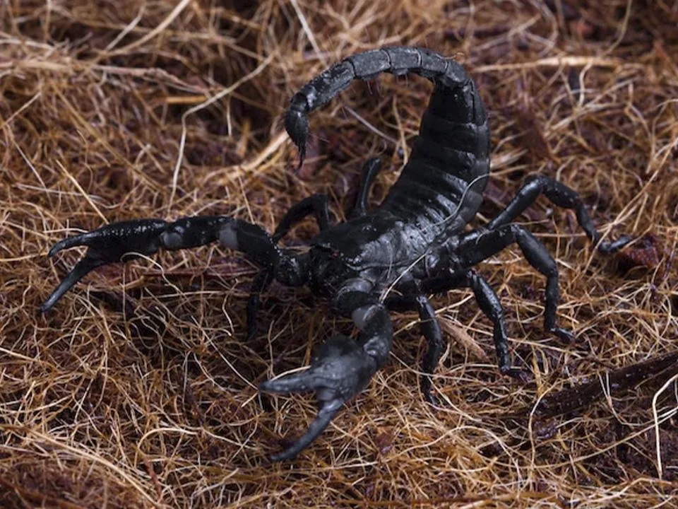 «Могут повредить кожу и впрыснуть яд»: выяснилось, какую опасность таят в себе подмосковные скорпионы