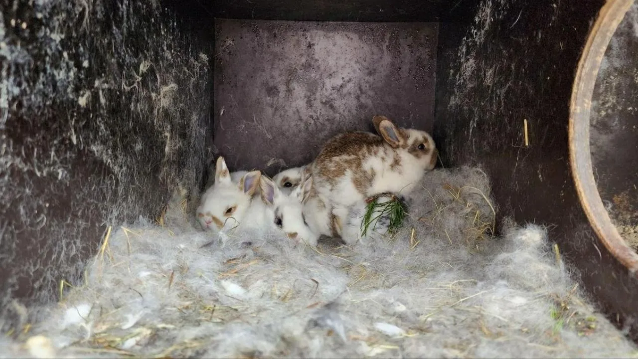 МедиаБанк Подмосковья/Эдуард Стратонов