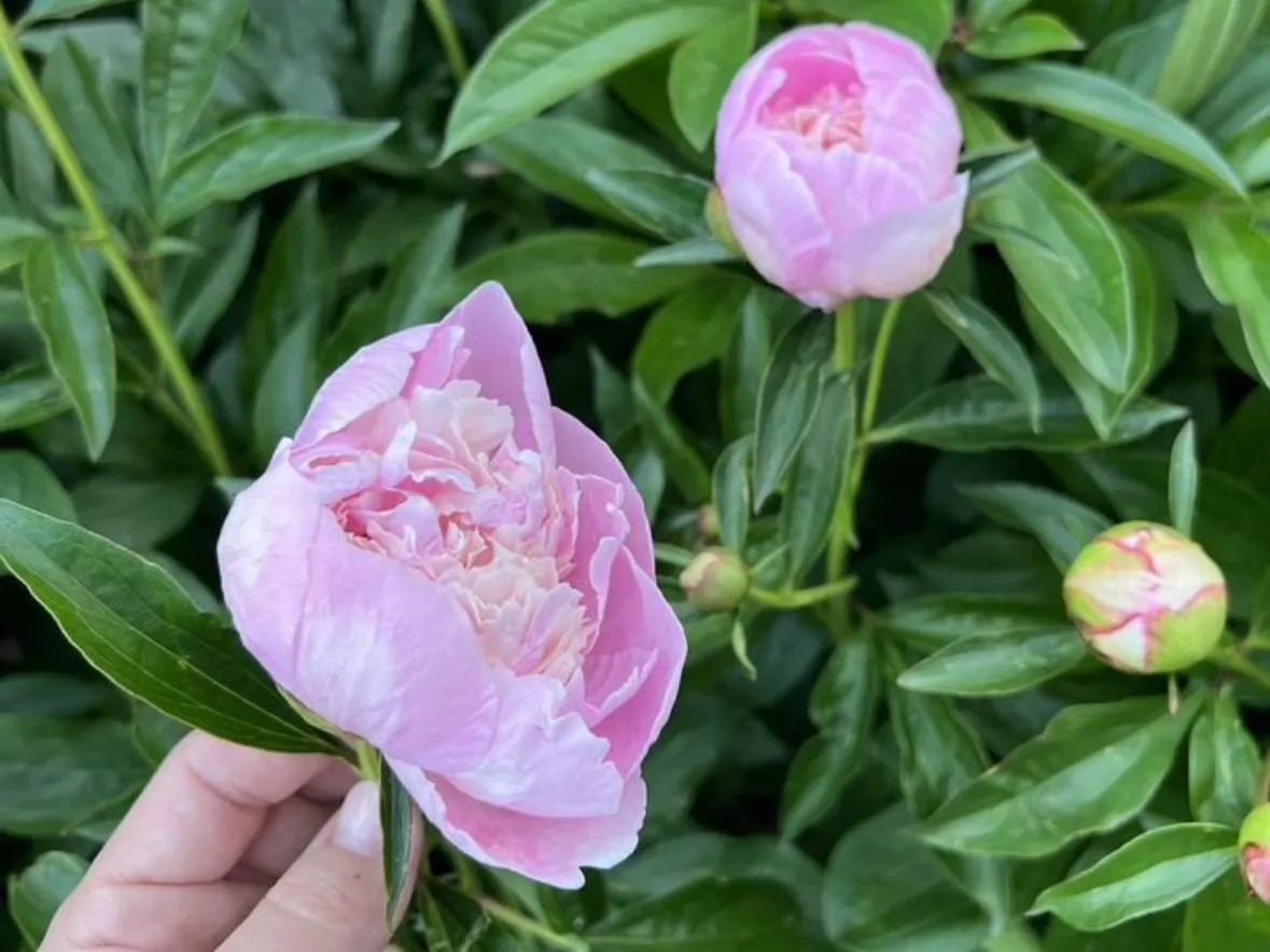 Фото: городская доска объявлений&nbsp;