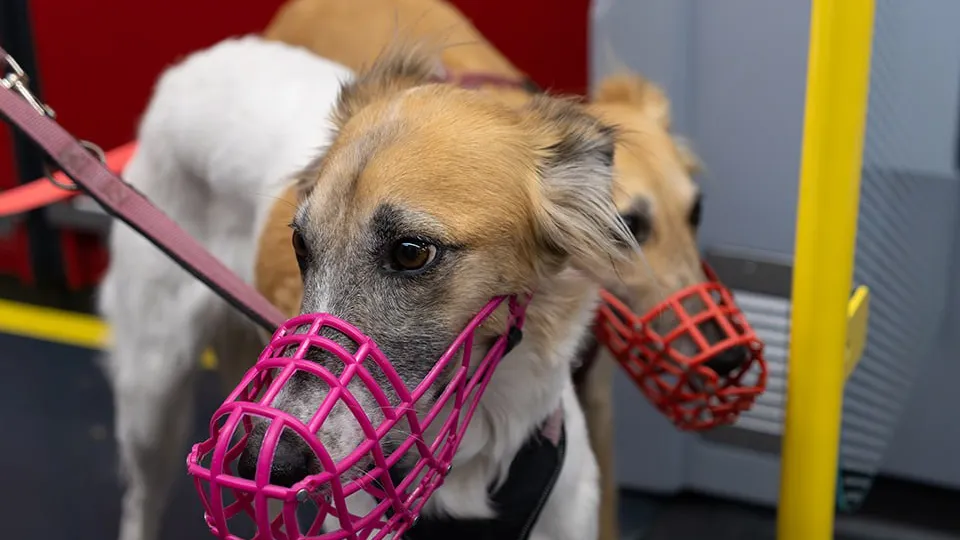 Фото: istockphoto.com/Giorez