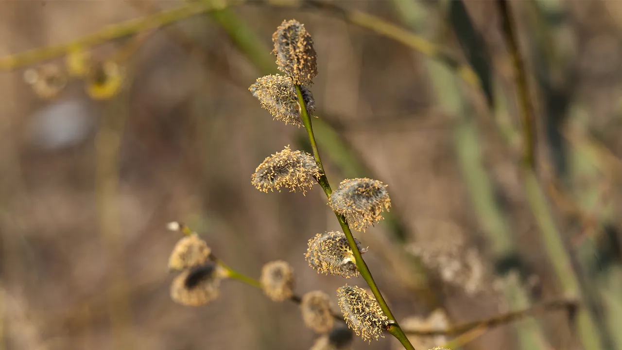 медиасток.рф
