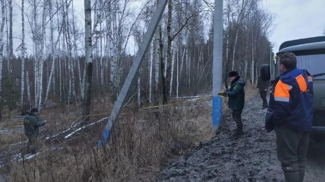 Фото: Комитет лесного хозяйства Московской области