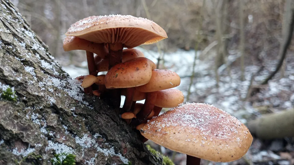 Фото: istockphoto.com/Oleh Strus