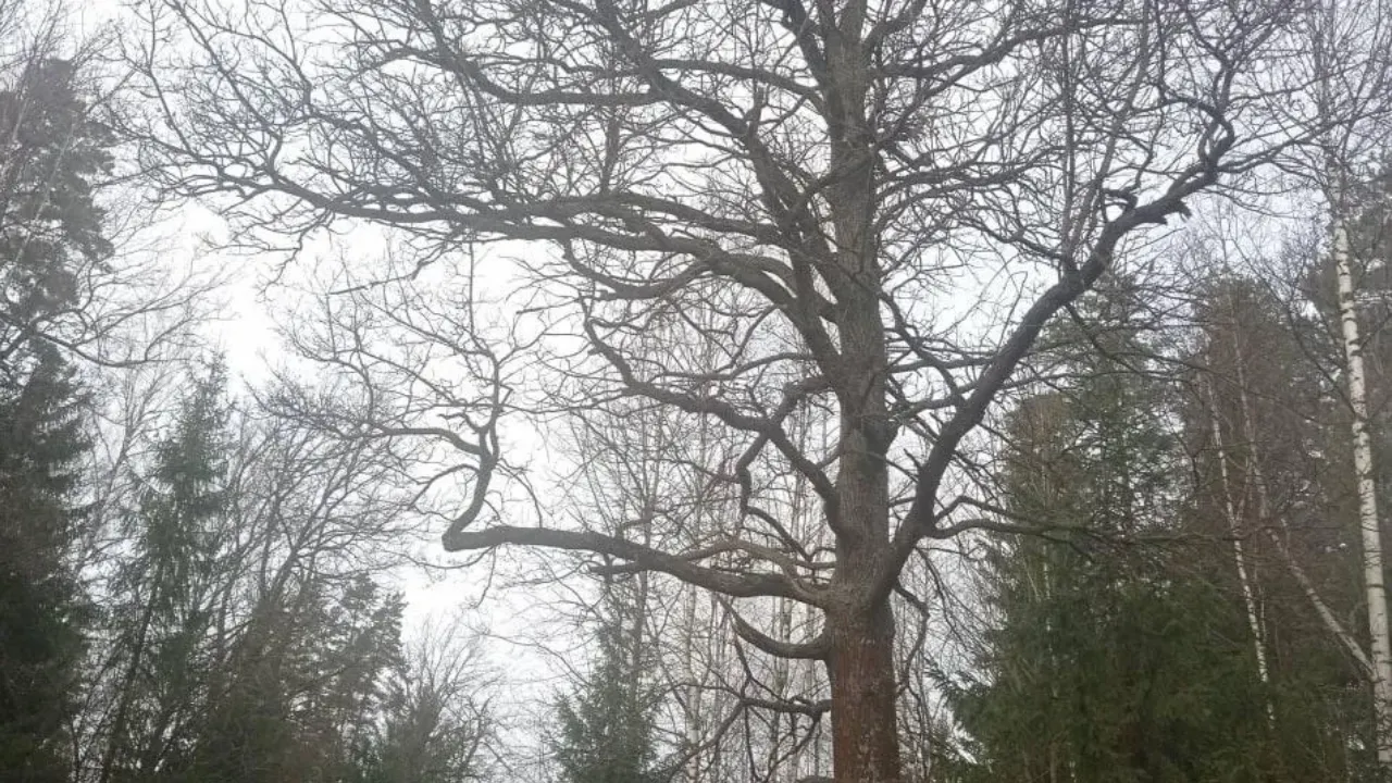 Комитет лесного хозяйства Московской области