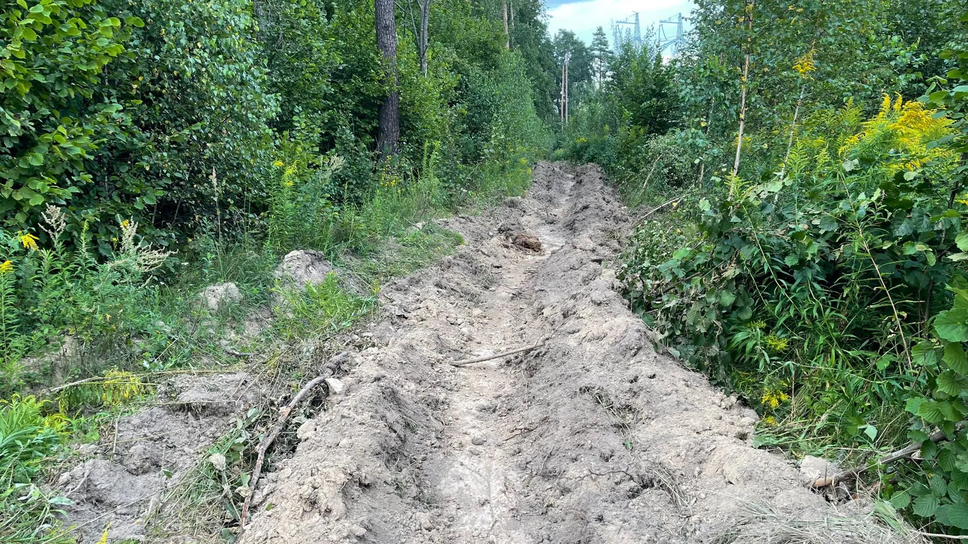 Фото: Комитет лесного хозяйства Московской области