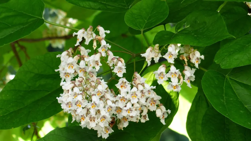 фото: pxhere.com