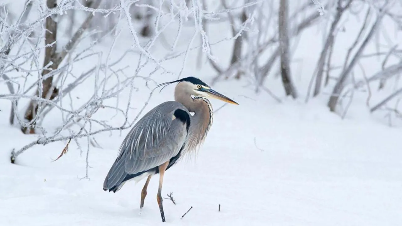 REGIONS/Сгенерировано нейросетью