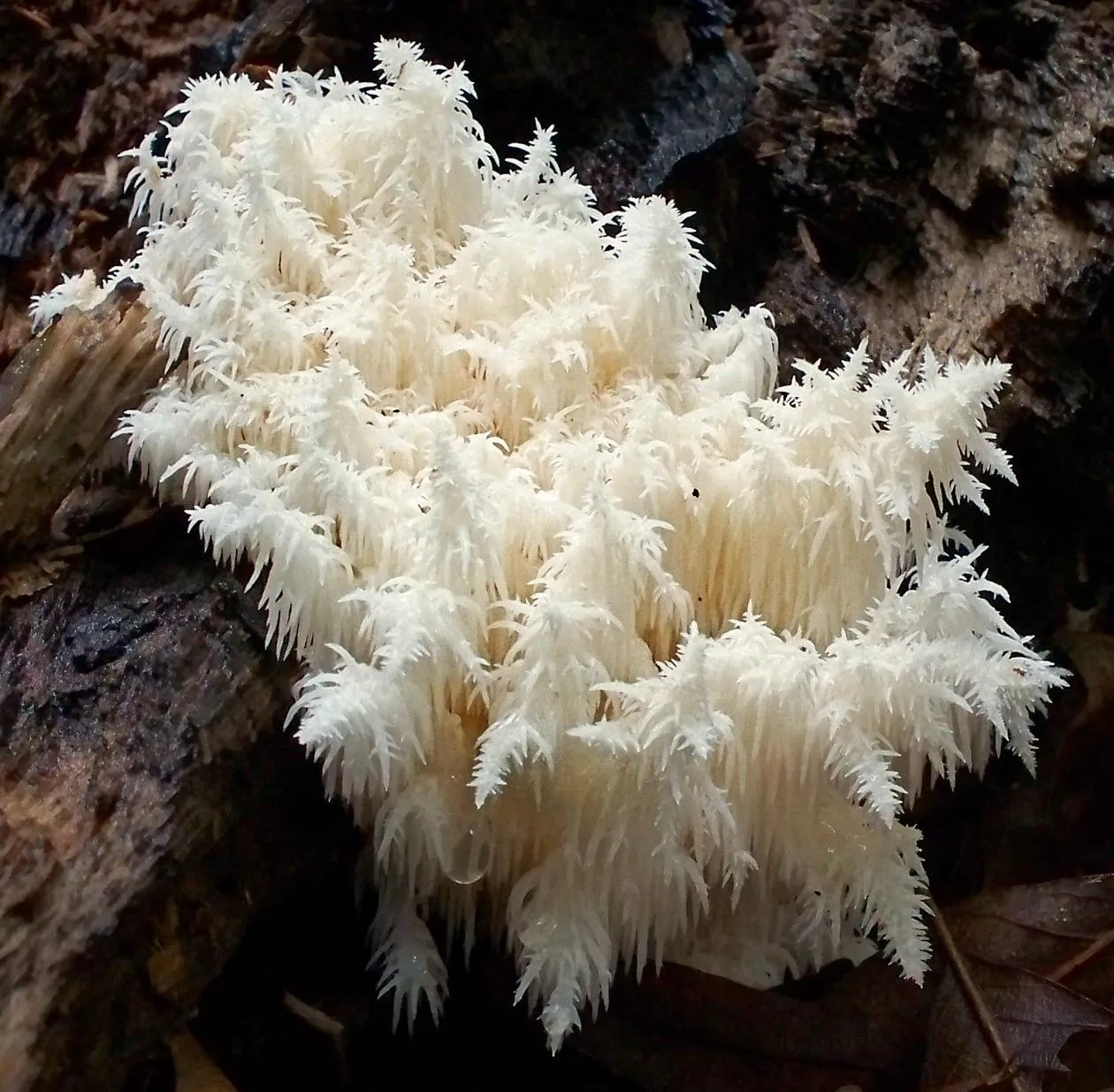 Ежовик коралловидный (Hericium coralloides)
