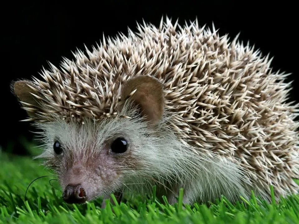 «Не следует брать из леса домой»: выяснилось, какую смертельную заразу могут переносить ежи