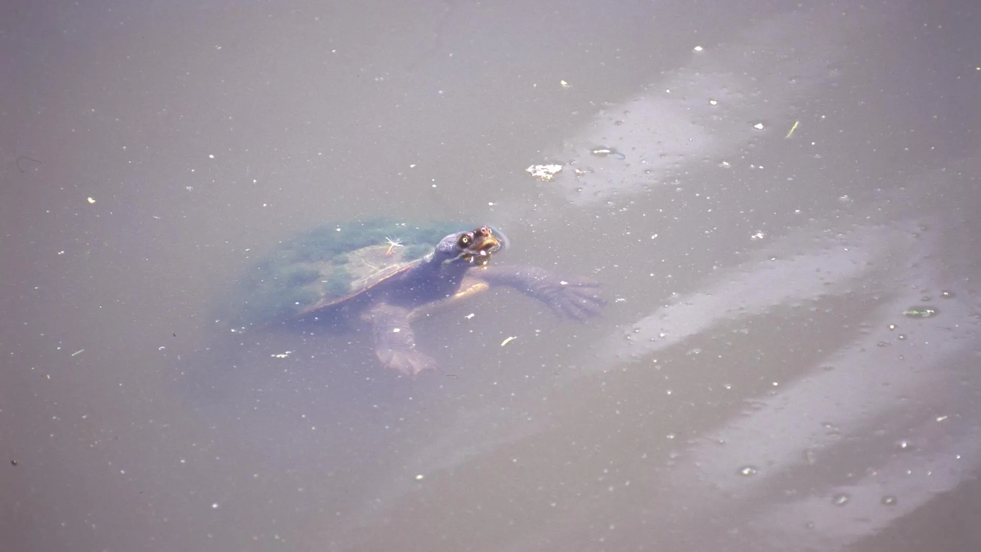 Andrei Kamenev/Russian Look