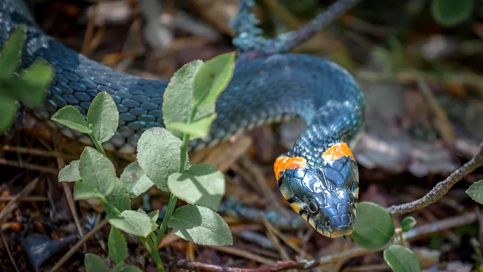 Фото: сommons.wikimedia/Vadim Tolbatov