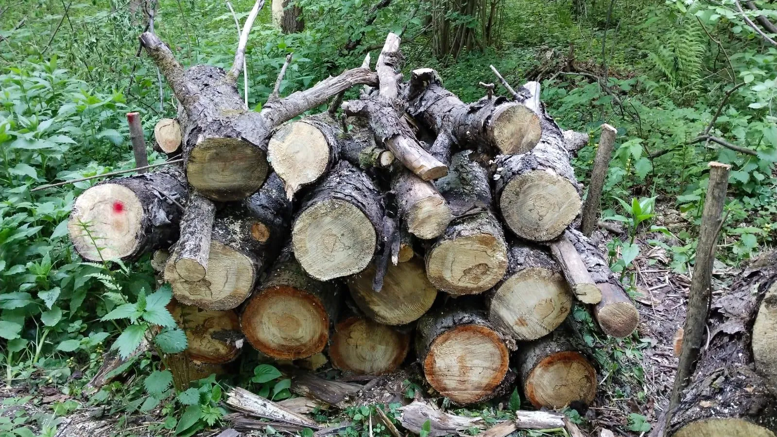 Фото: Комитет лесного хозяйства Московской области