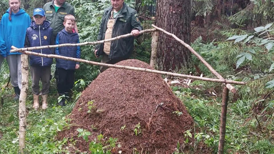 Фото: Комитет лесного хозяйства Московской области