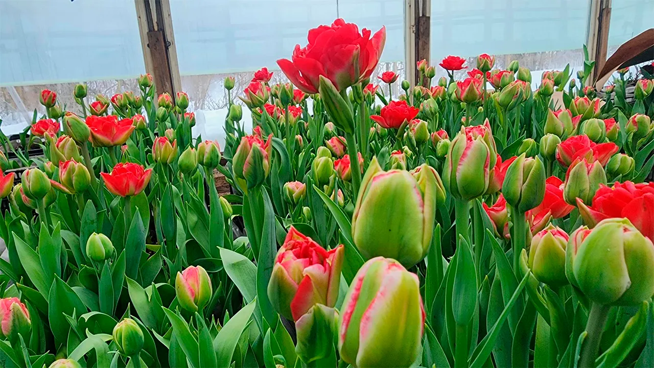 Станислав Орлов