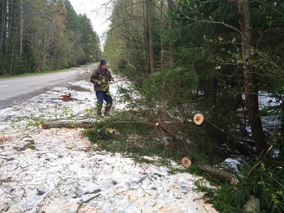 Фото: Комитет лесного хозяйства МО