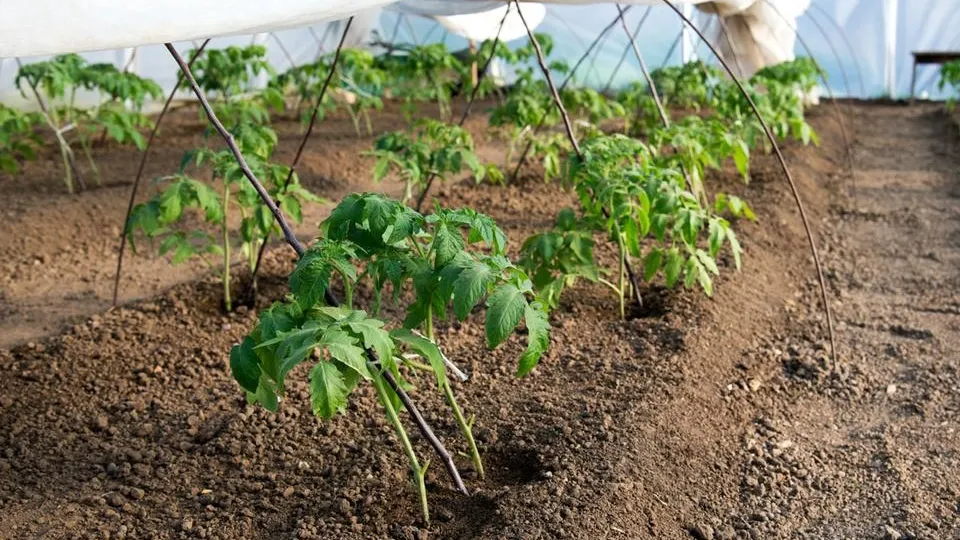 Фото: istockphoto.com