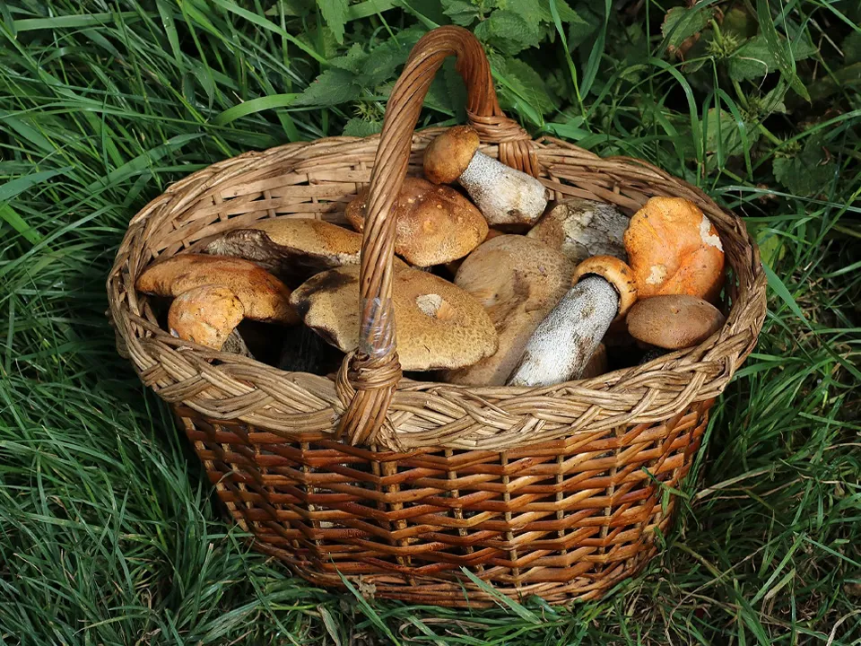 Фото: сommons.wikimedia/George Chernilevsky