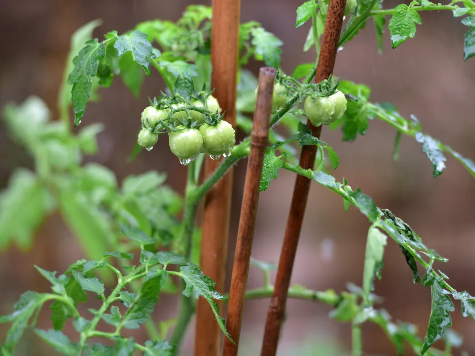 Фото: istockphoto.com