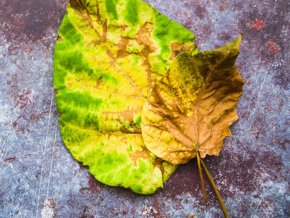 Фото: freepik.com