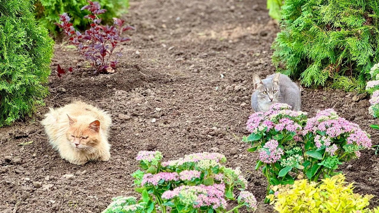 Фото: Пресс-служба администрации городского округа Шаховская