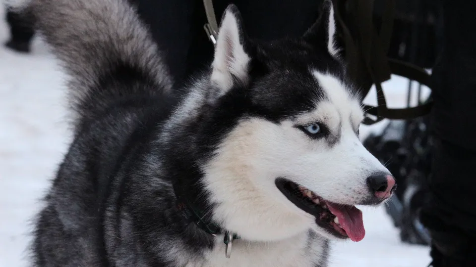 Фото: медиасток.рф