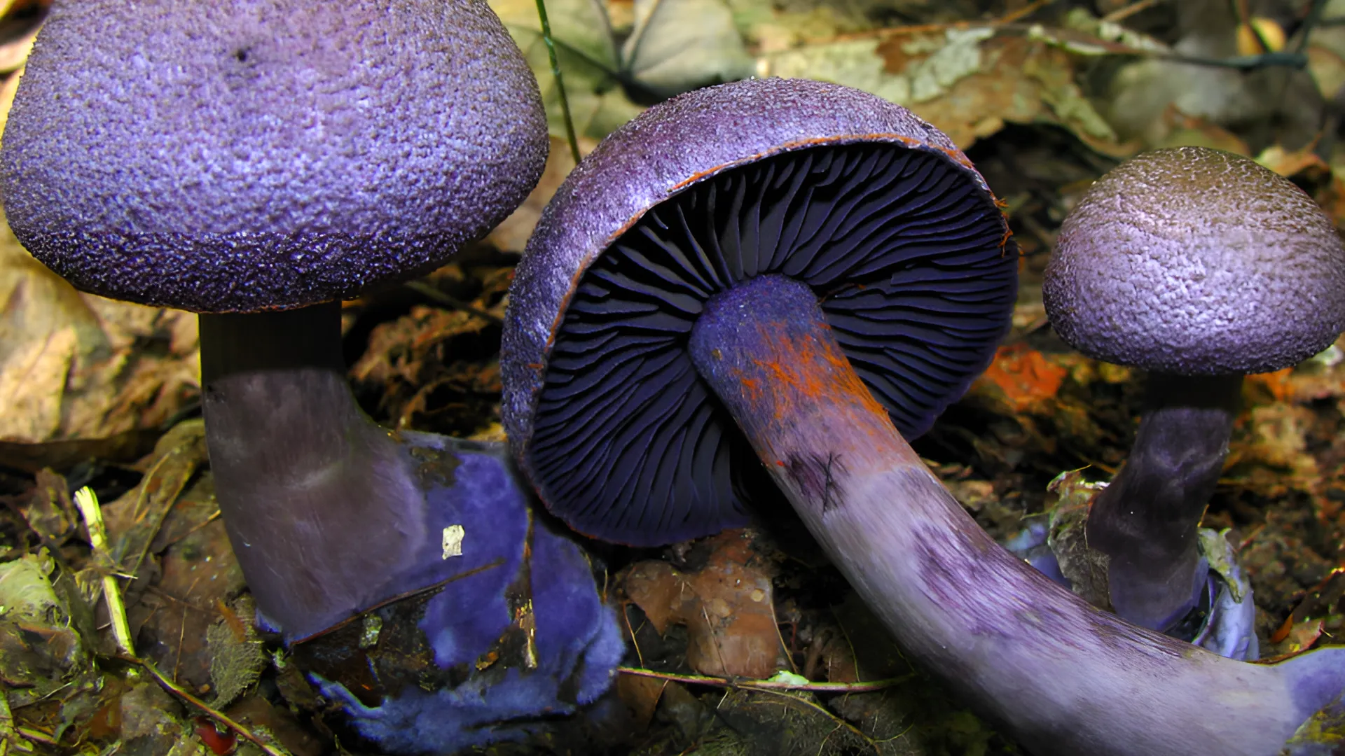 Фото: Commons.wikimedia.org/ Dan Molter (shroomydan)