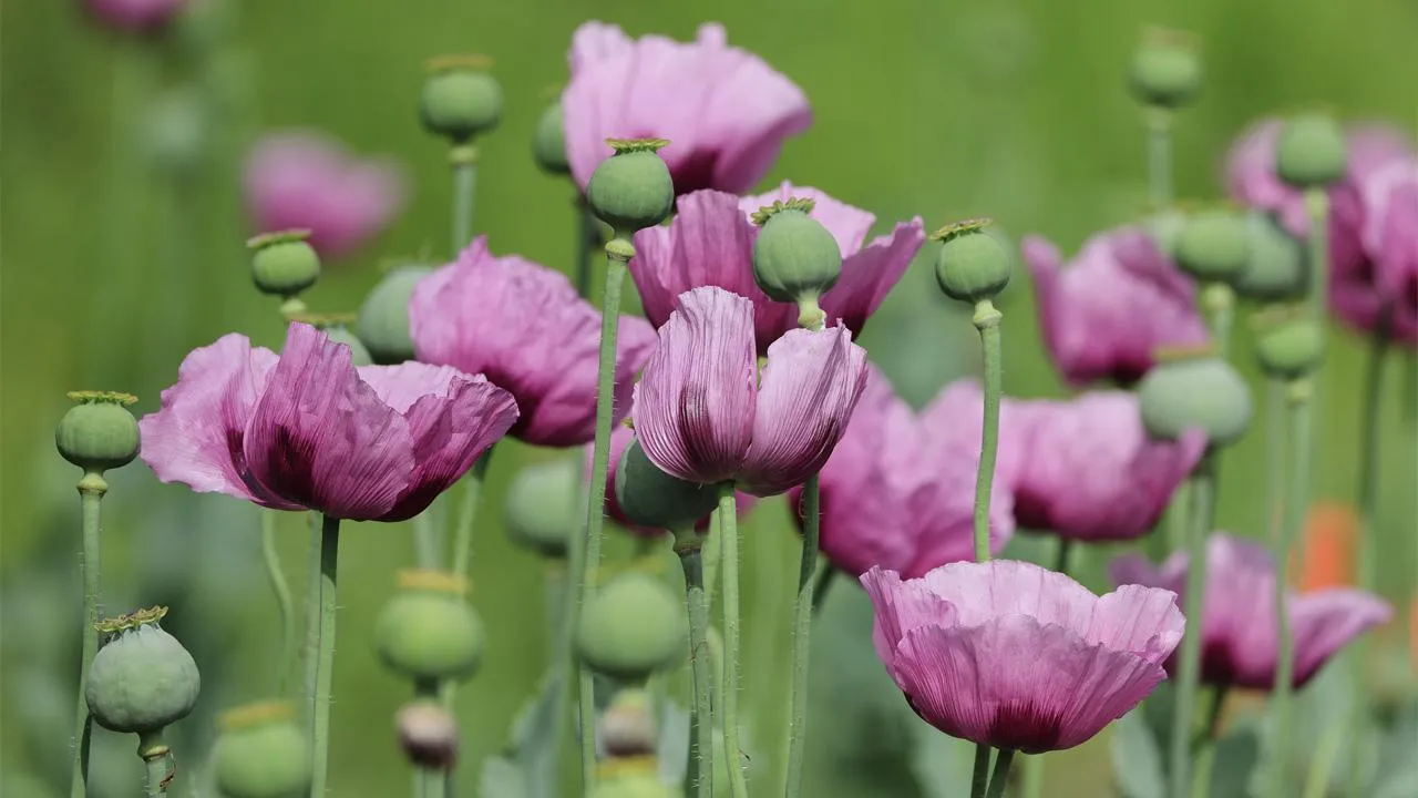 istockphoto.com/Ulrich Roesch