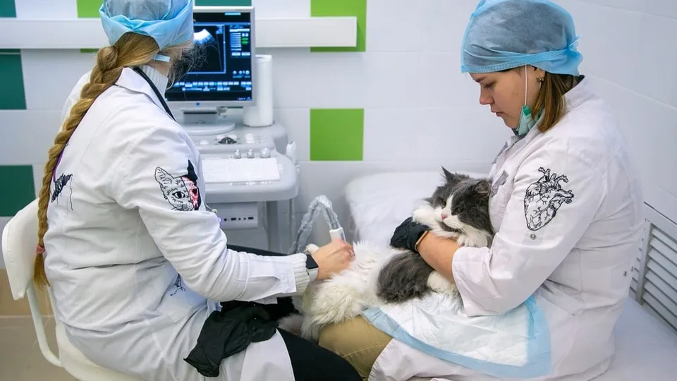 Фото: пресс-служба Администрации г.о. Коломна