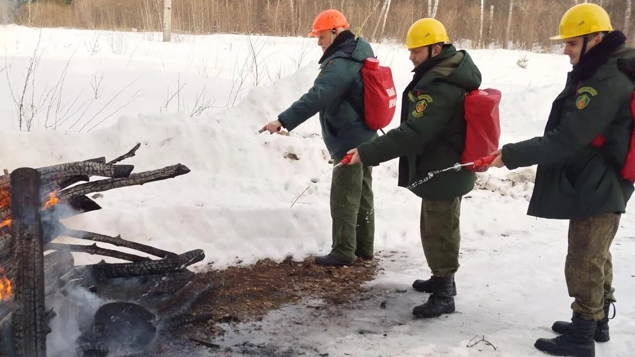 Фото: Комитет лесного хозяйства МО