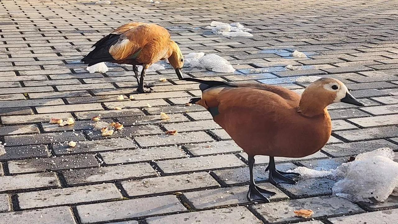 МедиаБанк Подмосковья/Татьяна Филимонова