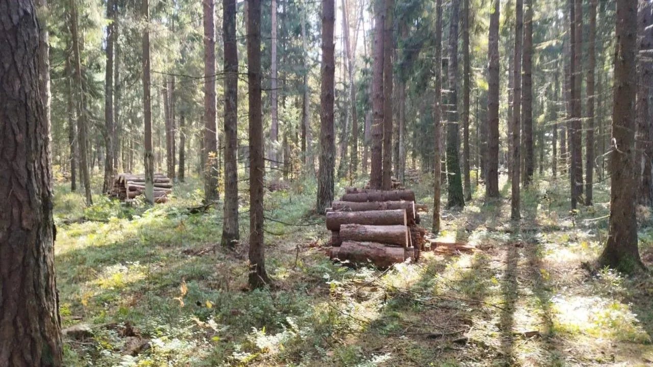 Фото: Комитет лесного хозяйства Московской области