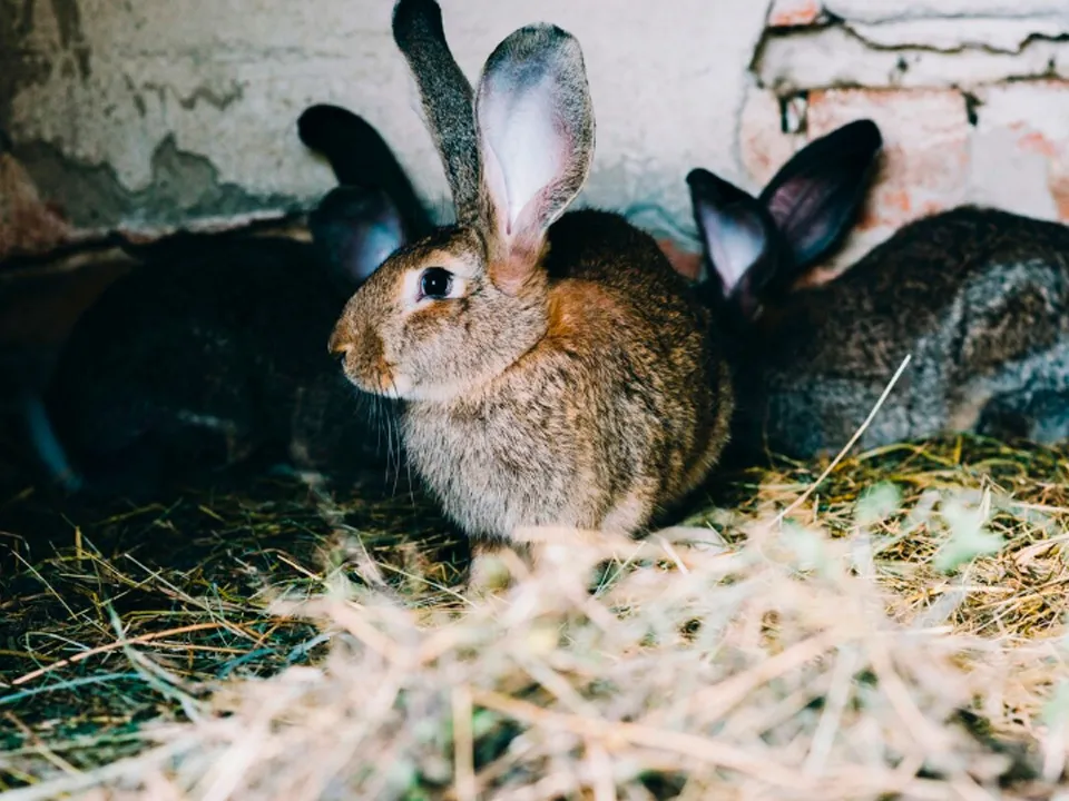 Фото: freepik.com