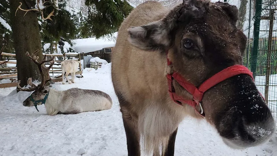 Фото: МедиаБанк Подмосковья/Екатерина Данилина