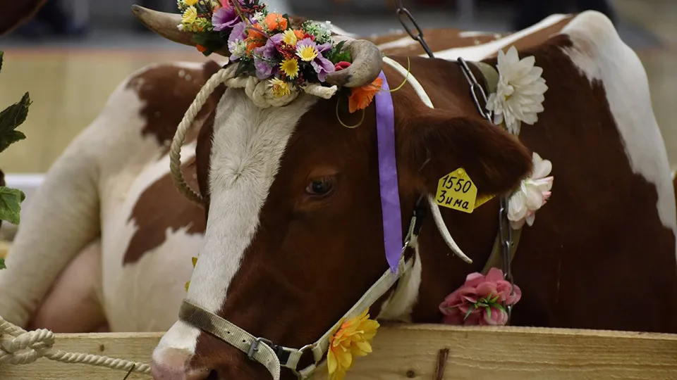 Фото: медиасток.рф