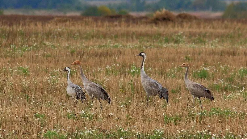 Фото: Министерство экологии и природопользования Московской области
