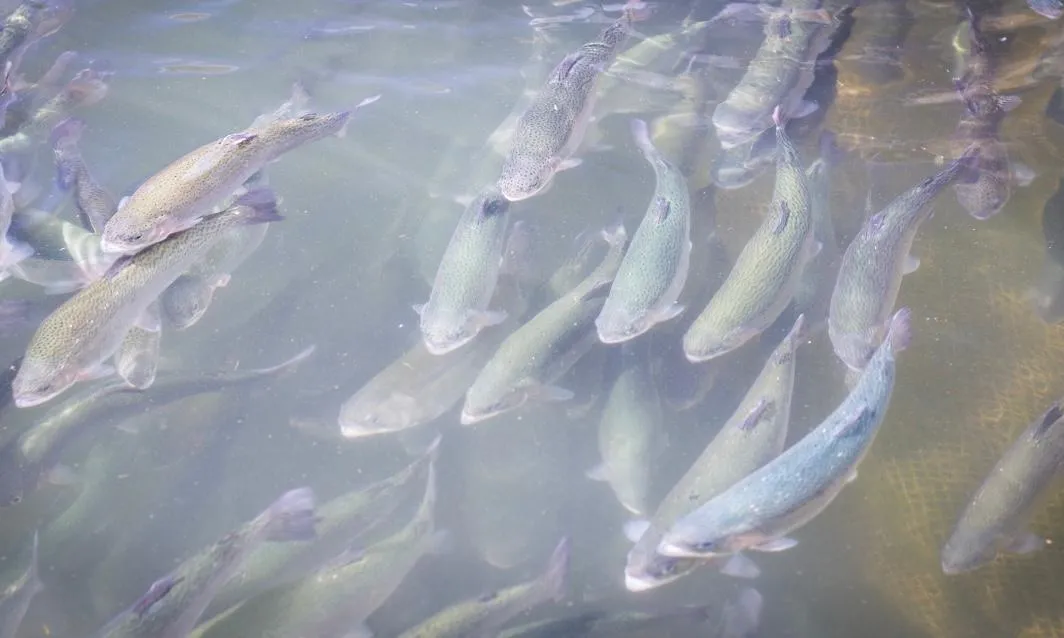 Фото: Мининвест МО