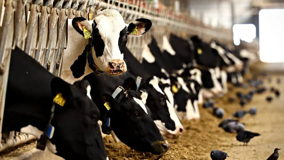 Фото: пресс-служба администрации Волоколамского м.о.