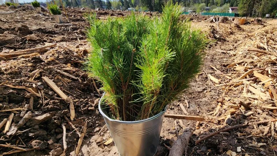 Фото: Медиабанк Подмосковья/Екатерина Данилина